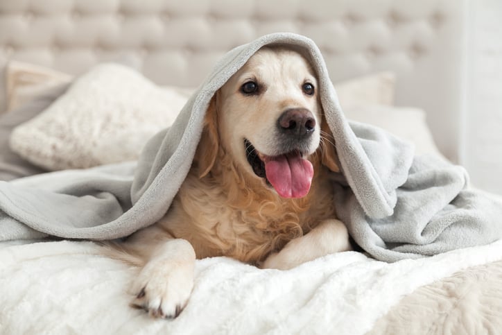2019_EYA_Dog in Bed_iStock-1059650734