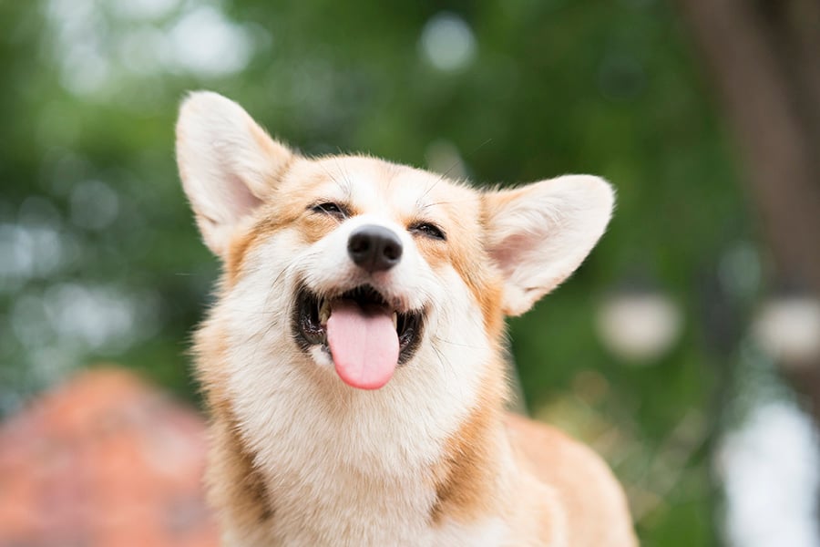 Happy dog