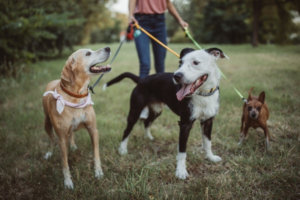 Walking neighbors dogs