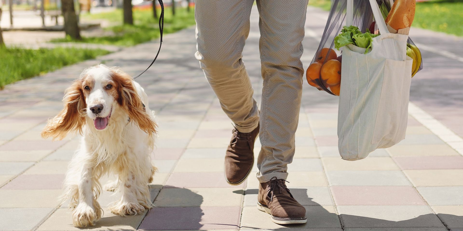 west-falls-full-photo-walking-dog