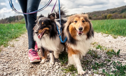 Dogs walking on a trail