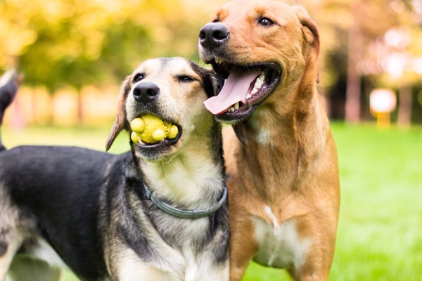 dogs at a dog park