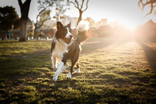 Dog at a park