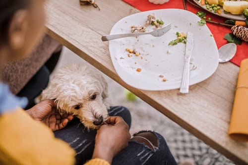 Dog at dinner