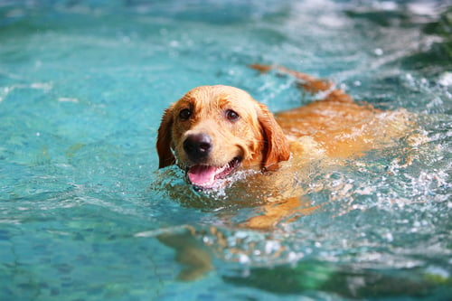 Dog swimming inside pool