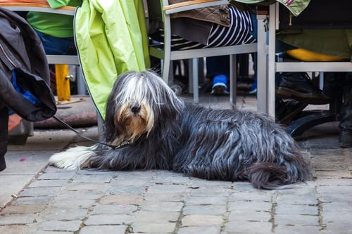 Dog dining on restaurant patio