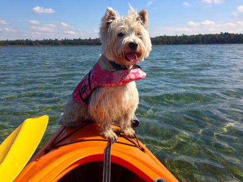 Dog on a kayak