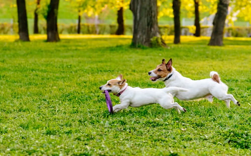 Two dogs running in a dog park