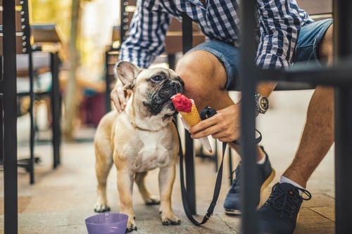 Dog friendly ice cream