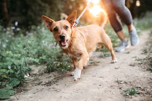 Dog walking through local trail