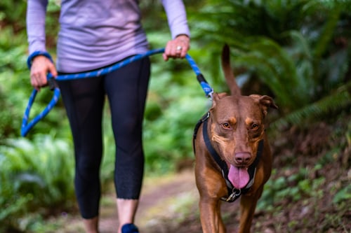 Dog walk on local trail