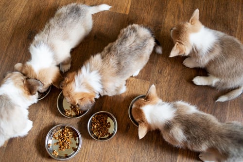 Puppies eating healthy dog food