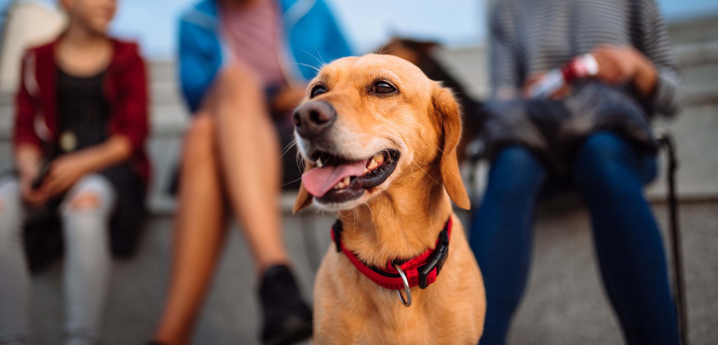 The Best Things to Do with your Dog in Old Town Alexandria
